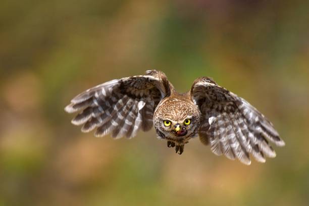 istock little owl is flying with prey 938439734