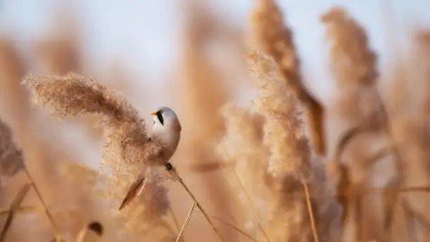 Photo of Bearded Tit, male - Reedling (Panurus biarmicus).