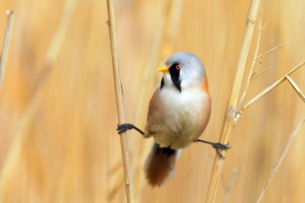 istock Bearded Tits (panurus biarmicus) sitting on the twine 938442606