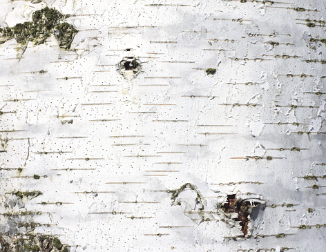 White wood texture close-up, birch trunk texture, birch bark natural texture background
