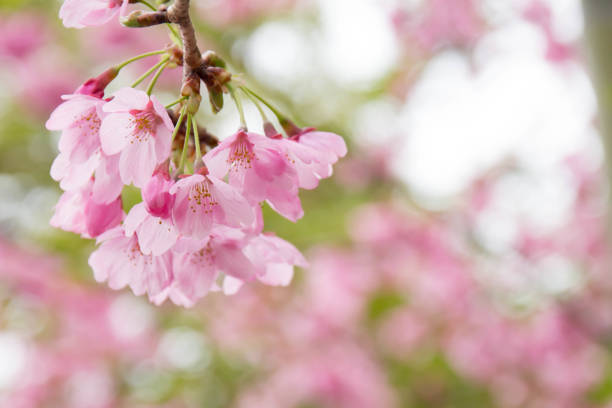 istock Pink cherry blossoms in full bloom 938449104