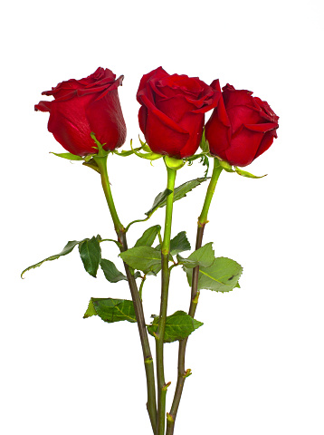 Grande Hermoso Ramo De Rosas Rojo Blanco Y Verde Flores De Azul Sobre Un Fondo Blanco Rosas Aislar de stock y de imágenes de Acontecimiento - iStock
