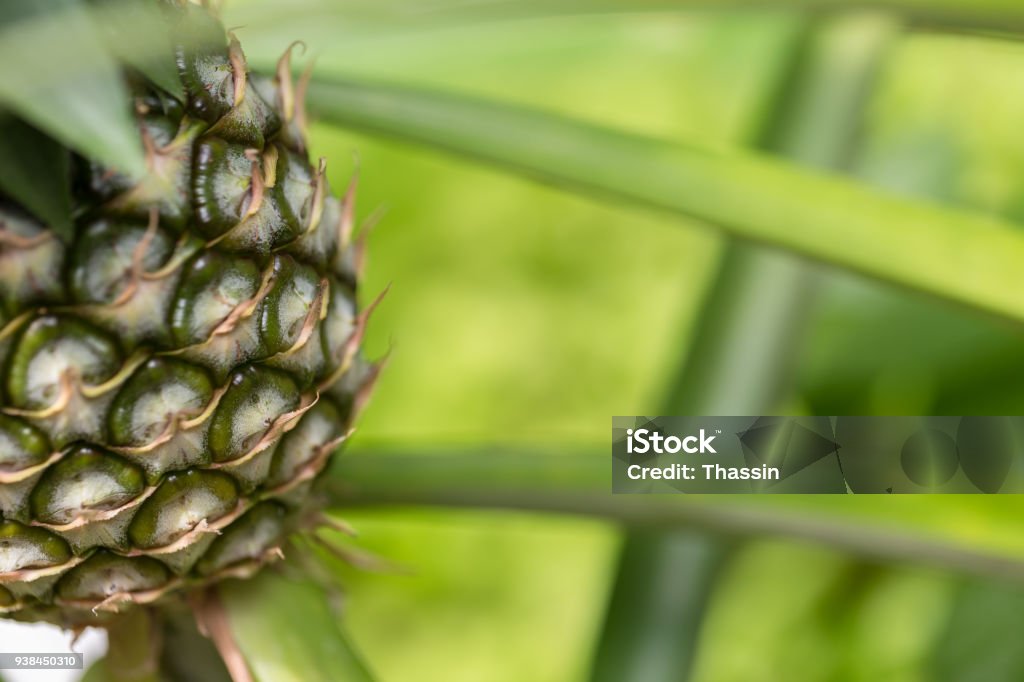 Pineapple Photo taken close up at the top view of a 15 degree angle. Asia Stock Photo