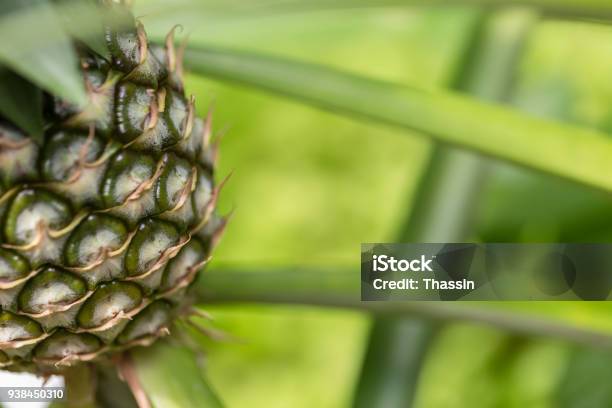 Pineapple Photo Taken Close Up At The Top View Of A 15 Degree Angle Stock Photo - Download Image Now