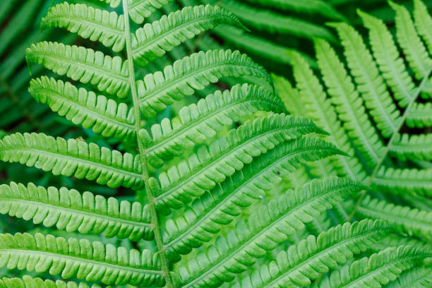 naturalne tło z zielonego liścia paproci z bliska - fern new zealand macro frond zdjęcia i obrazy z banku zdjęć