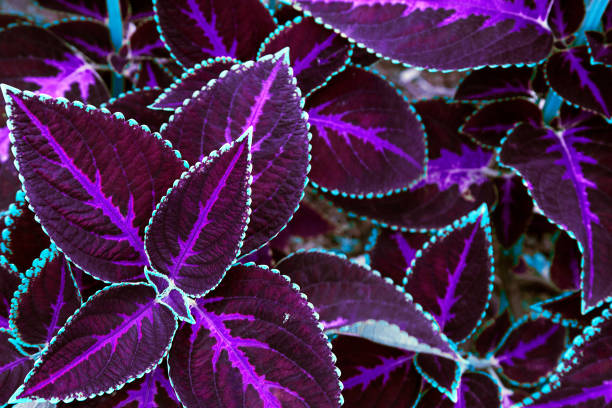 istock purple leaves texture. Leaf texture background for wallpaper or design 938454372