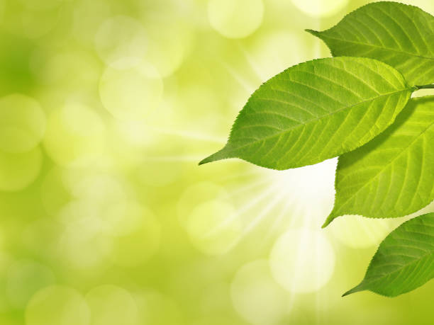 istock Green leaves in spring on sunny background 938455584