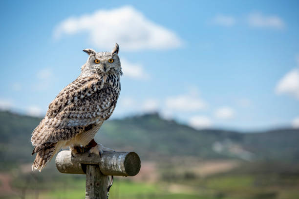 istock Royal Owl falconer 938455714