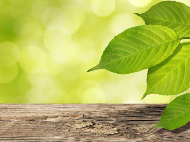 istock Spring background with wooden table and green leaves 938455748