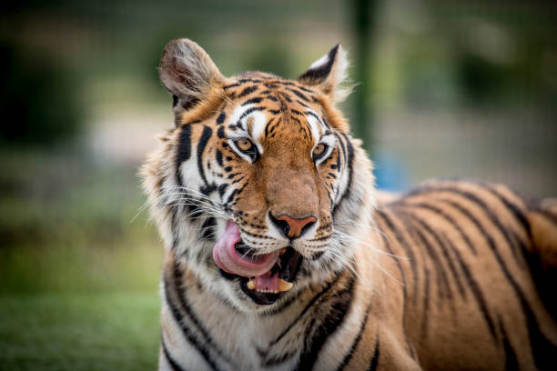 istock The Tiger's Fangs 938455760