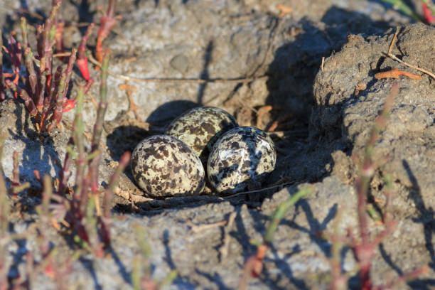 eggs in the nest in natural habitat. Collared Pratincole. Danube Delta, Romania