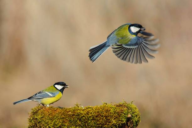 istock Two big Tits at the winter trough. One great tit sits second flies 938456668