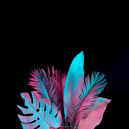 Tropical y palmeras hojas en colores vibrantes neón holográfico gradiente audaz. Concepto de arte. Fondo mínimo del surrealismo. photo