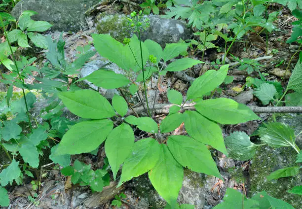 Photo of Ginseng (Panax ginseng) 12