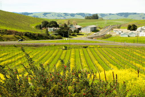 Vineyards in spring, California