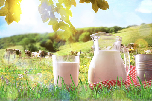 Glass containers filled with milk on a tablecloth in the grass with dairy cows in the background on a sunny meadow. Horizontal composition.