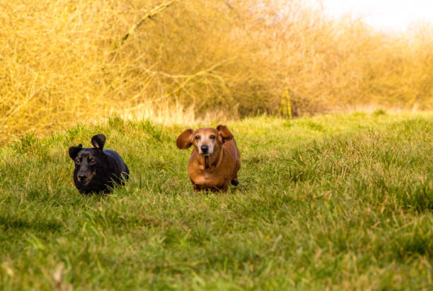 bassotto dai capelli lisci in miniatura - pets dachshund dog running foto e immagini stock