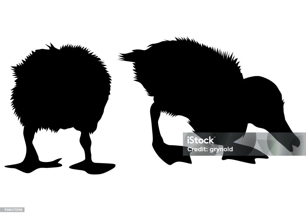 Duck on white Flock of ducks in nature on a white background Duckling stock vector