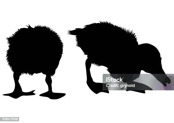 Duck On White Stock Illustration - Download Image Now - Duckling, In Silhouette, Foot