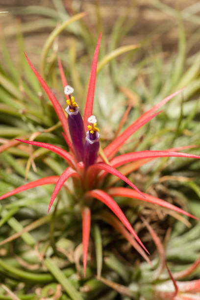 istock Tillandsia scientific name, Thailand. 938471736