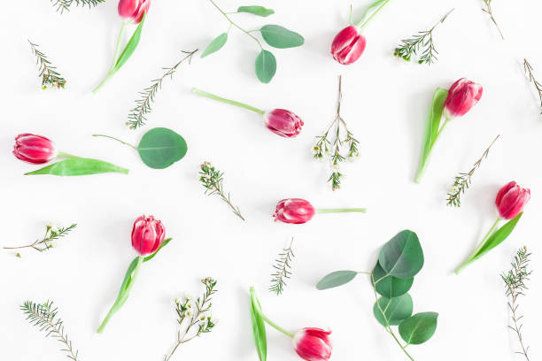 istock Tulip flowers on white background. Flat lay, top view 938477184