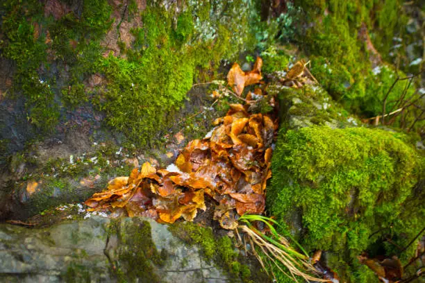 Photo of Fallen leaves on moss covered rocks