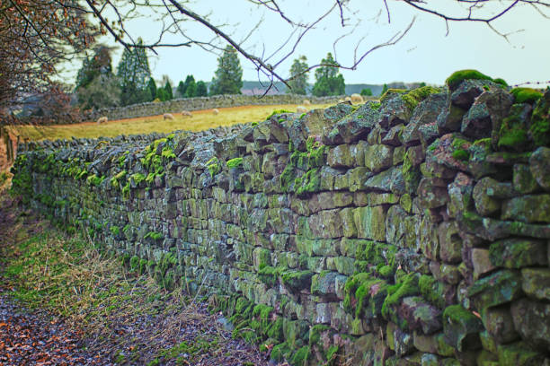istock Dry stone wall on a sheep farm 938479686