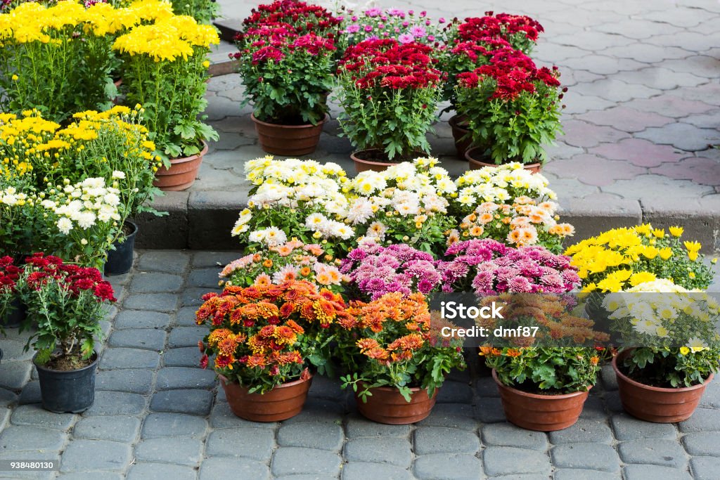 Flores crisantemos en venta de la olla - Foto de stock de Crisantemo libre de derechos