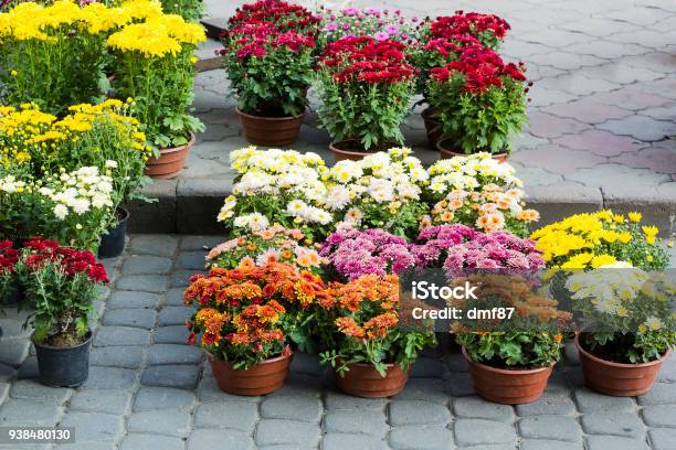 Different Chrysanthemums Flowers In Pot Sale Stock Photo - Download Image Now - Chrysanthemum, Potted Plant, Flower