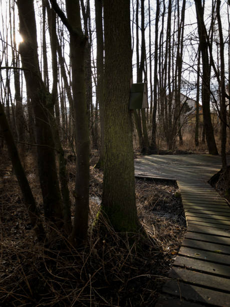 istock Wooden old jetty leading to a forest 938480390