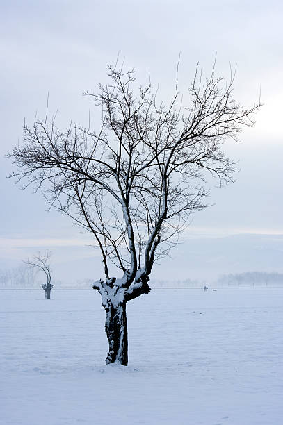 Bare tree in winter stock photo