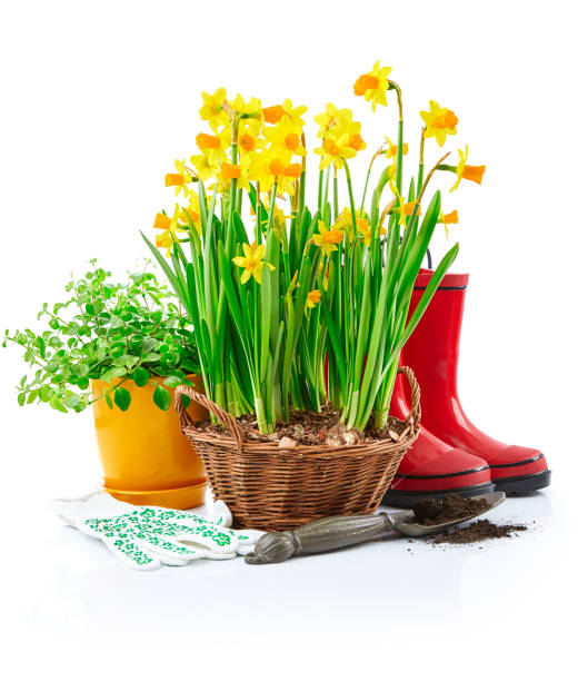 istock Spring gardening flowers narcissus still life with red 938483536
