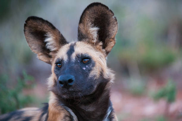 istock African Wild dog portrait 938483766