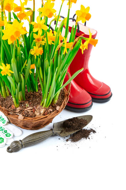 istock Spring gardening flowers narcissus still life with red 938484048