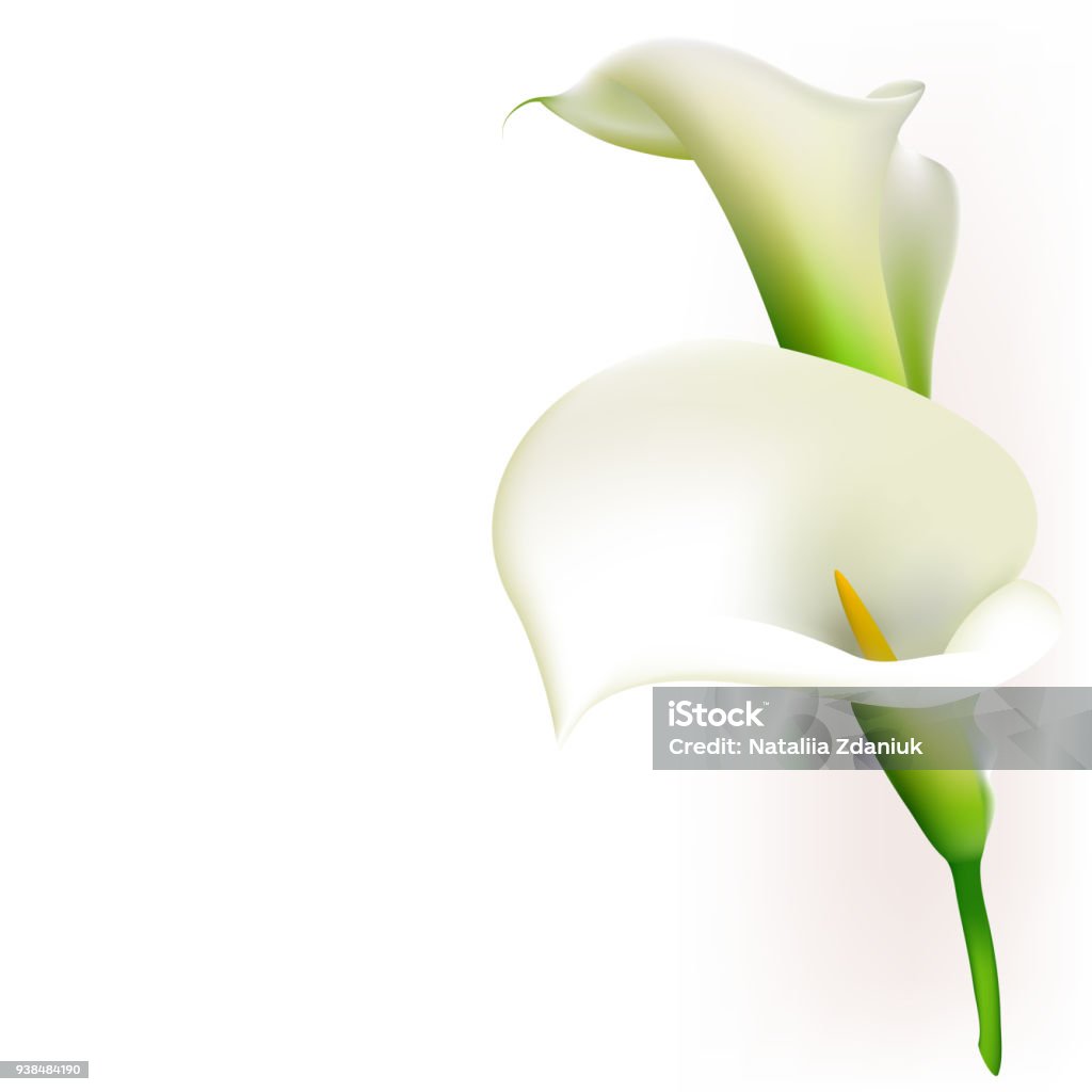 Ilustración de Callas Flores Fondo Floral Blanco Ramo Frontera y más Vectores Libres de Derechos de Cala - iStock Ilustración de Callas Flores Fondo Floral Blanco Ramo Frontera y más Vectores Libres de Derechos de Cala - iStock