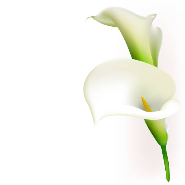 Callas. Flowers. Floral background. White. Bouquet. Border. Callas. Flowers. Floral background. White. Bouquet. Border. lily stock illustrations