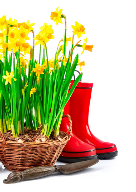 istock Spring gardening flower narcissus still life with red 938484204