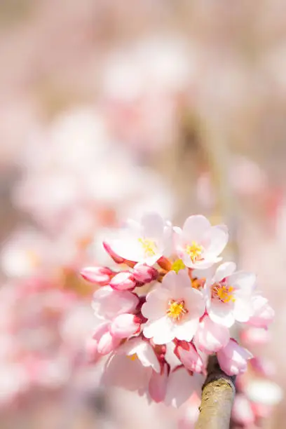 Photo of Cherry blossom blooming