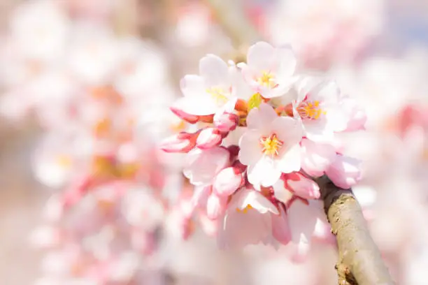 Photo of Cherry blossom blooming