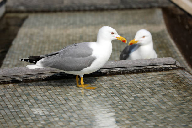 istock Beautiful Gulls Standing In The Fountain 938485092