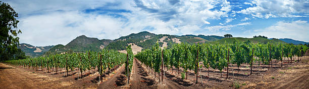 Wide View in Sonoma Valley stock photo