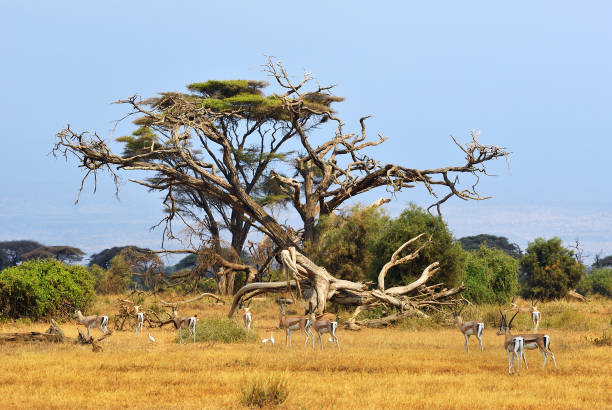 istock Kenya, animal wildlife 938486006