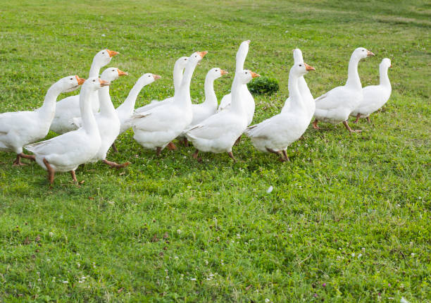 istock Flock of domestic white geese on grass 938486176