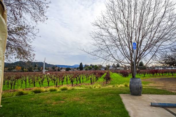 винные лозы в винограднике - winery vineyard california town of vineyard стоковые фото и изображения