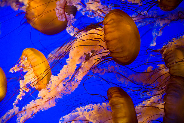 Sea Nettle Jelly Fish stock photo