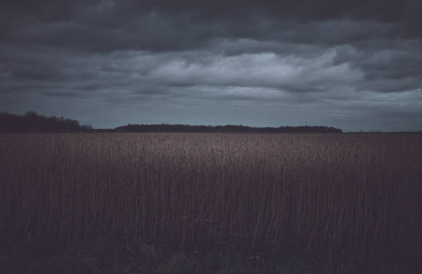 istock Landscape view over a field to the forest 938491932