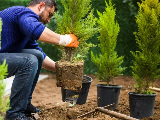 Man planting evergreen tree, Antalya, Turkey