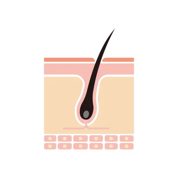 Vector illustration of Structure illustration of the scalp (normal hair)