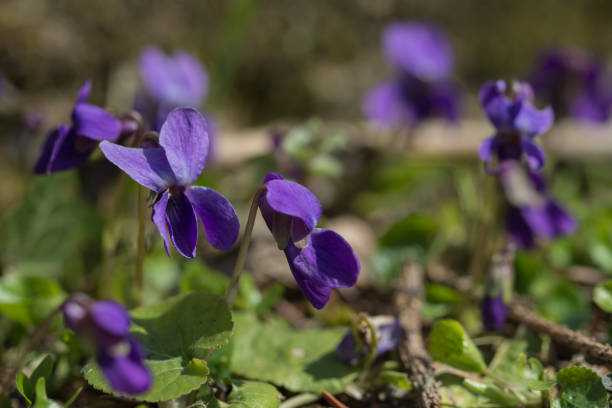 istock spring,sweet wild violets on natural background 938495258