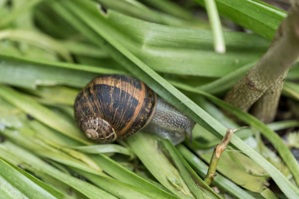 istock close up snail in green nature 938498582